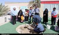 کاشت نمادین نهال به مناسبت هفته «جوانی جمعیت» در دشتی